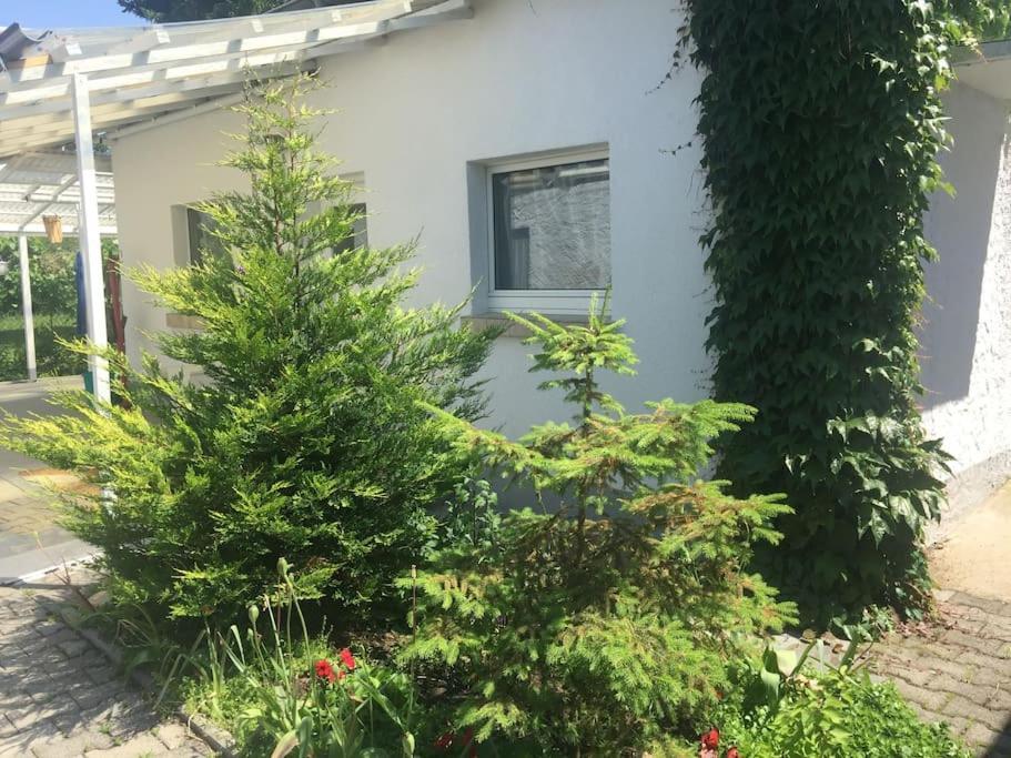 Kleines Haeuschen Am Garten In Darmstadt Exterior foto
